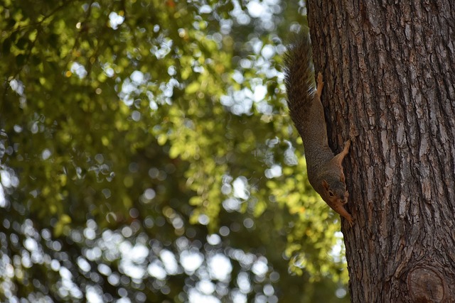 争夺来为锋 争夺来为锋